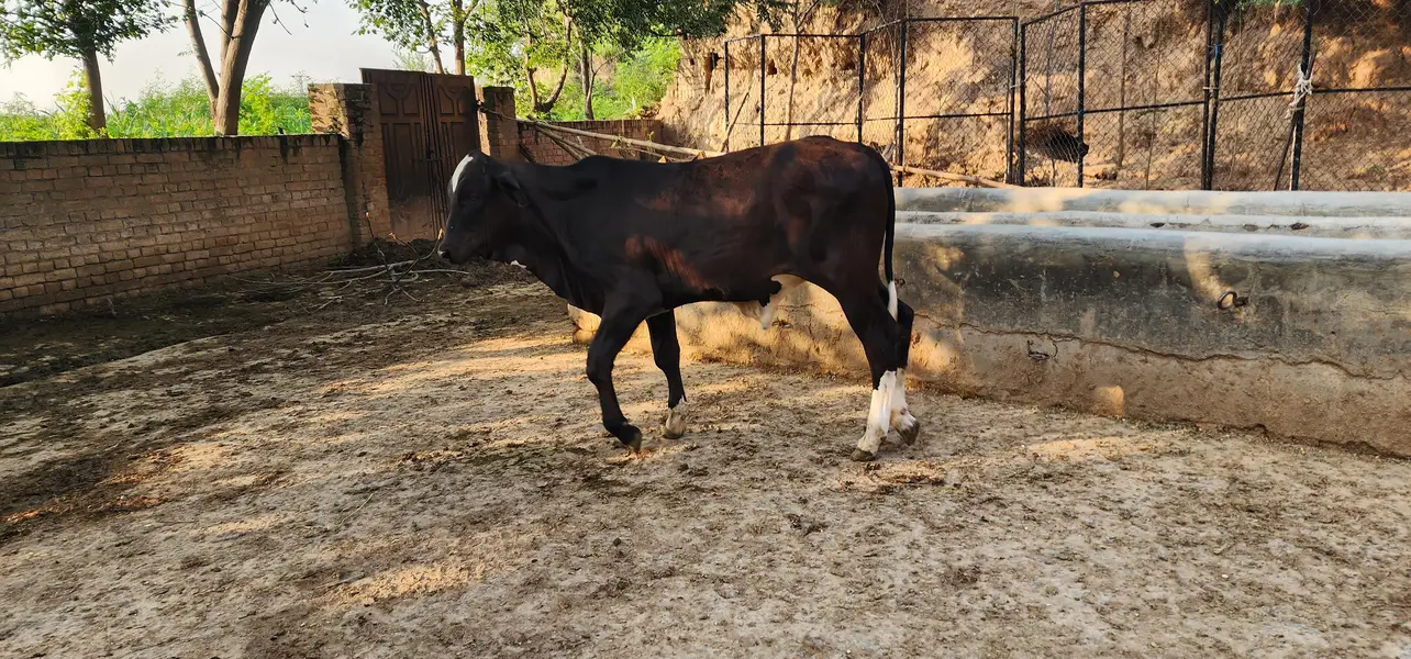 brahman — photo 2
