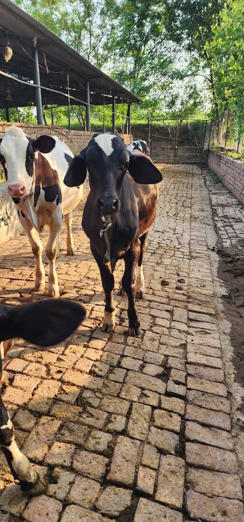 brahman 2