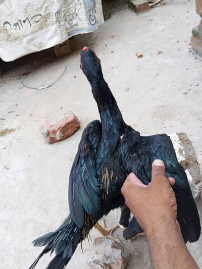Black Aseel