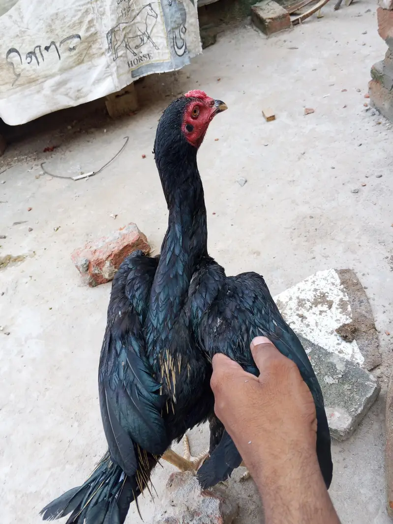Black Aseel — photo 2