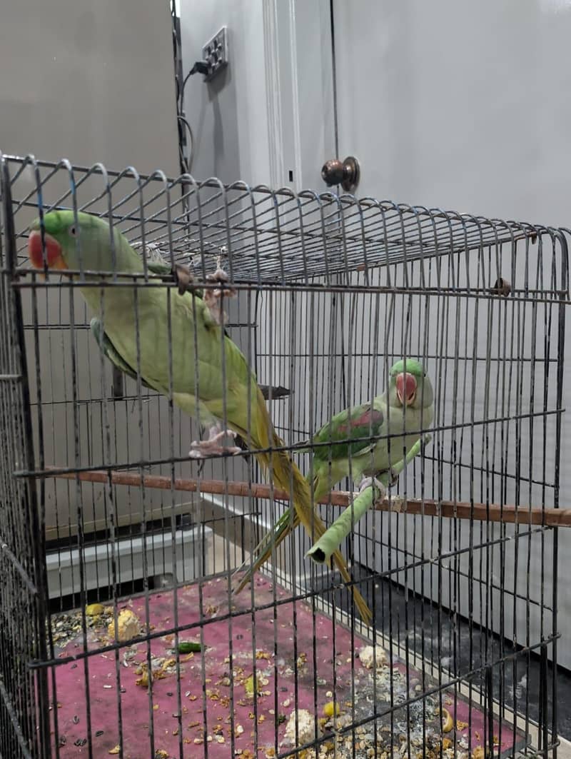 alaxender pair 0