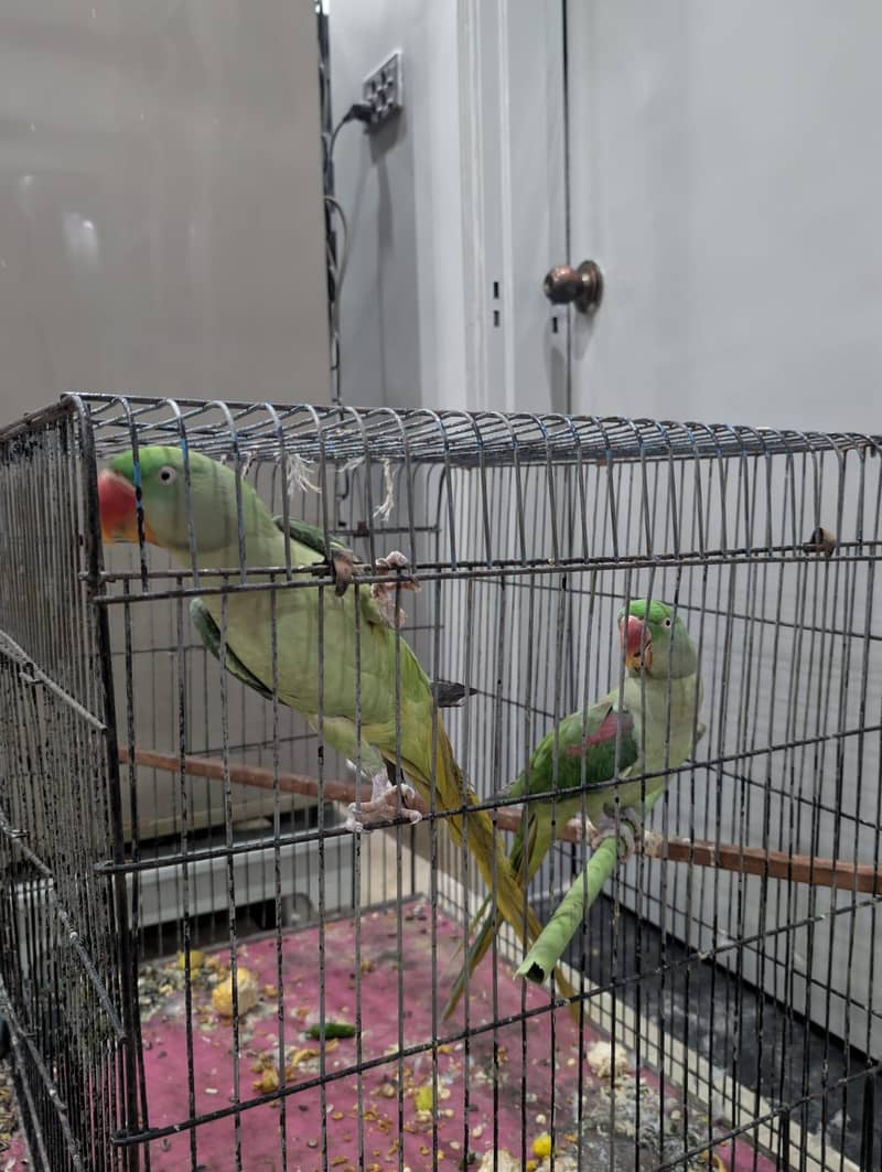 alaxender pair 2