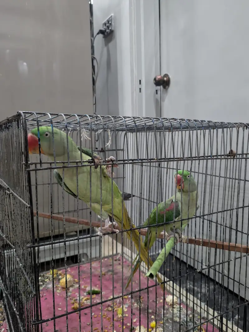 alaxender pair — photo 3