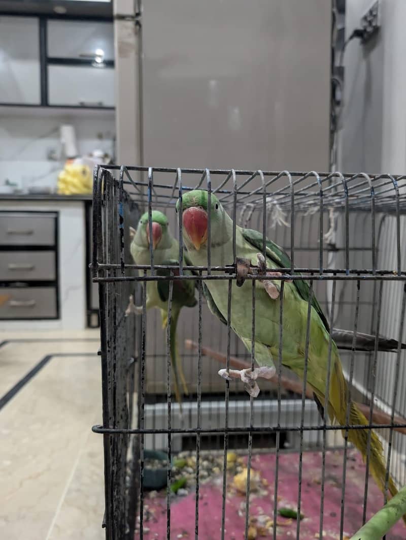 alaxender pair 3