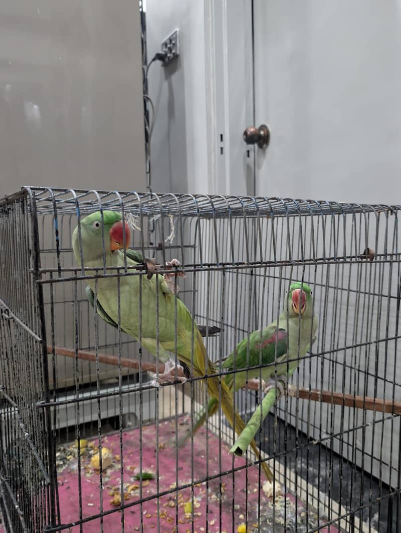 alaxender pair 4