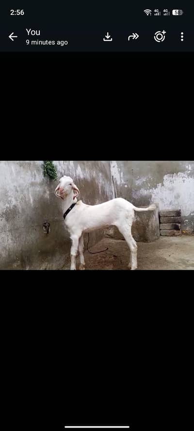 Bakra for sell