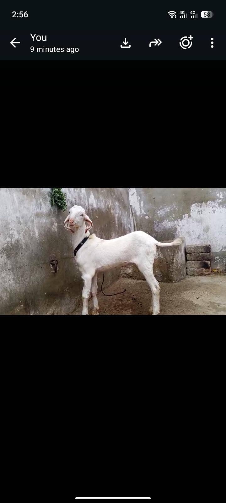 Bakra for sell 0