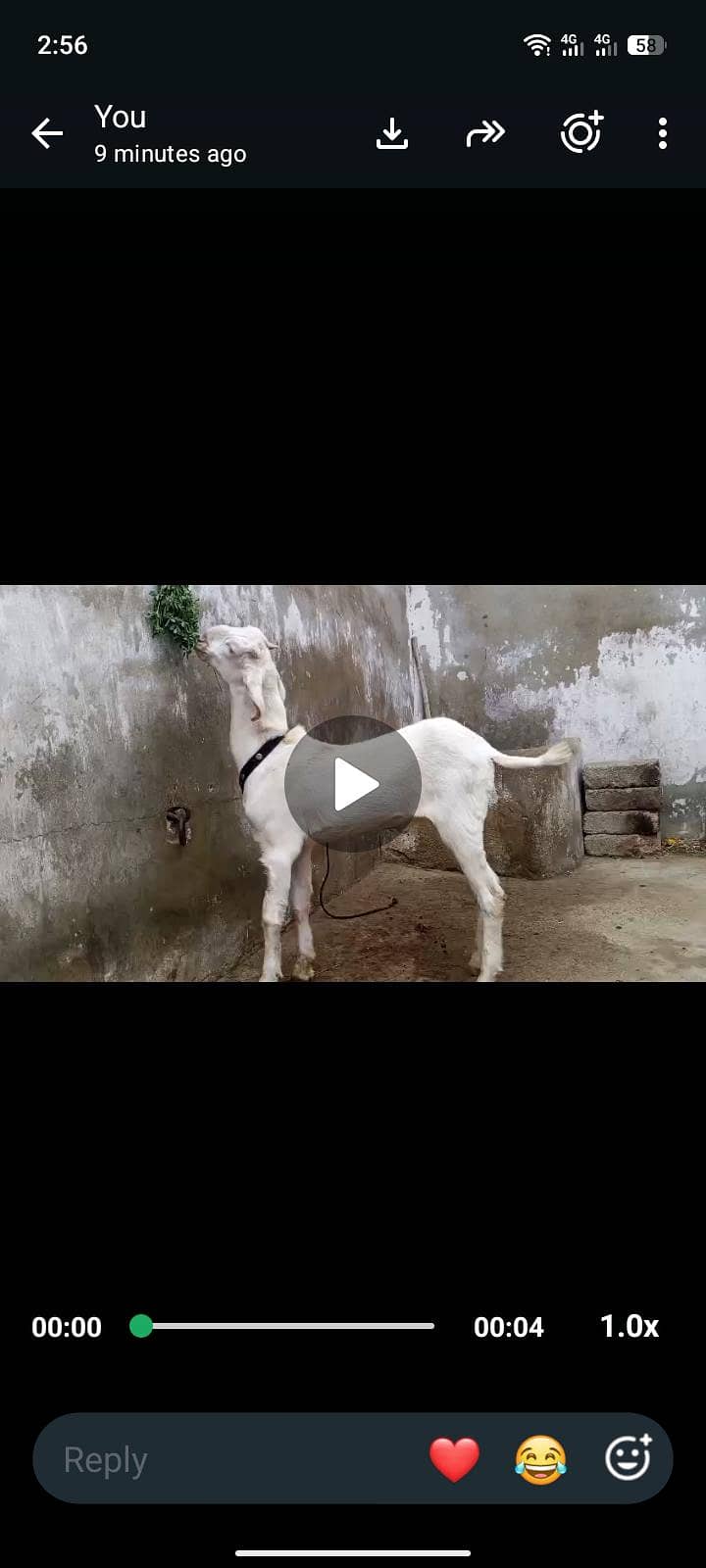 Bakra for sell 1