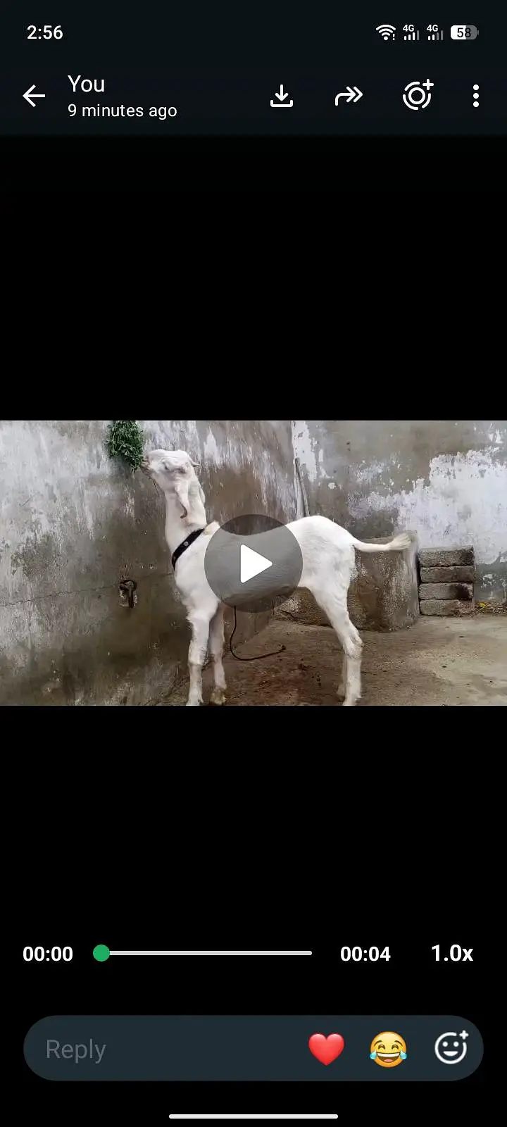 Bakra for sell — photo 2