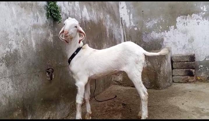 Bakra for sell 2