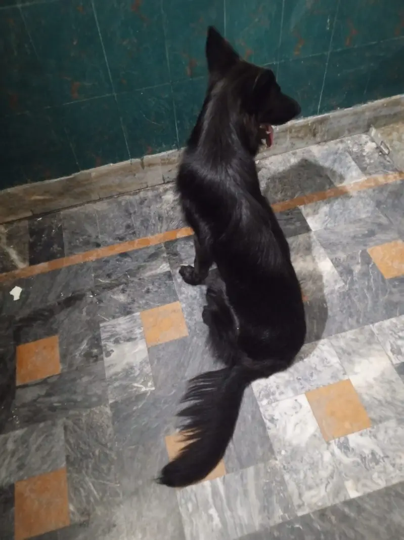  German Shepherd Female Long Coat | available for sale — photo 3