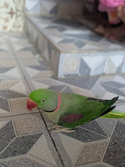 Ring neck kashmiri raw