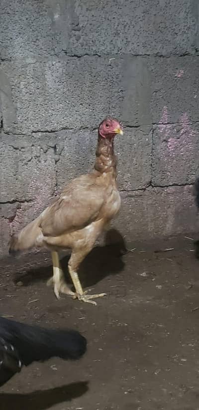 Aseel Female Urgent For Sale