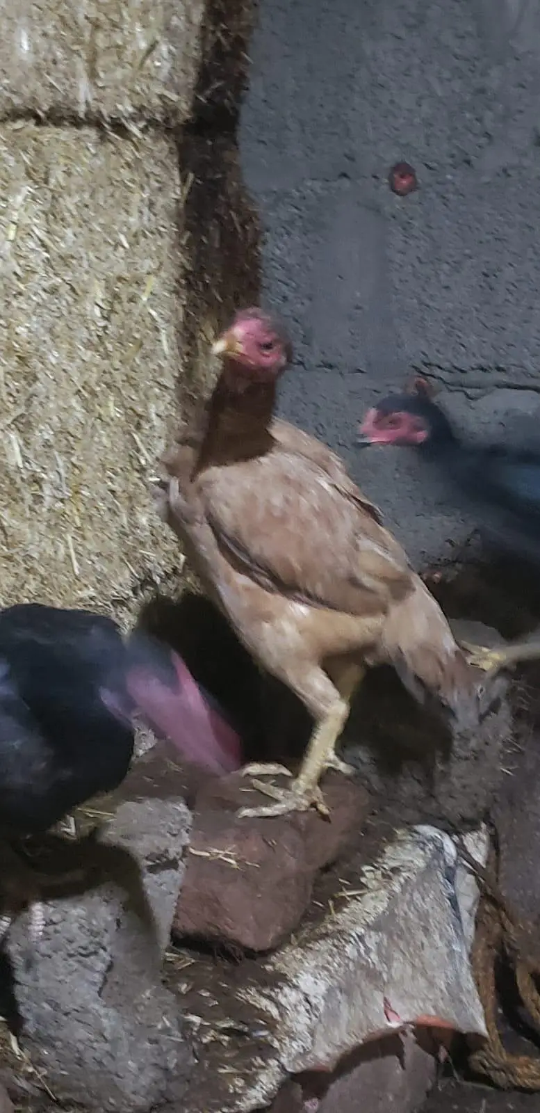 Aseel Female Urgent For Sale — photo 3