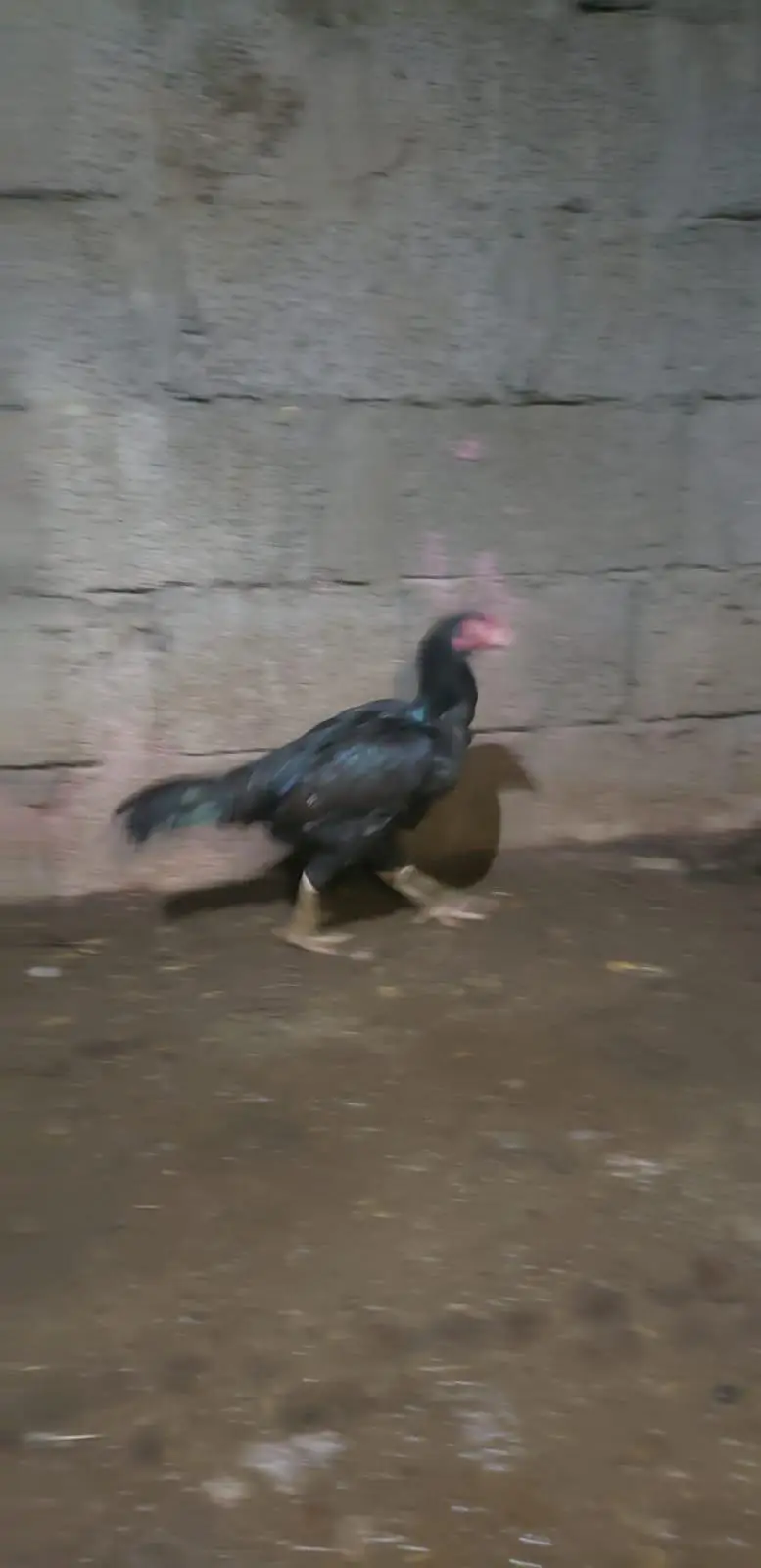 Aseel Female Urgent For Sale — photo 6