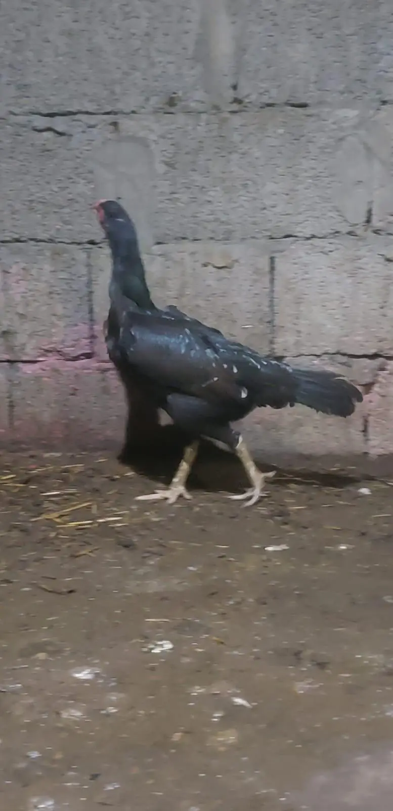 Aseel Female Urgent For Sale — photo 7