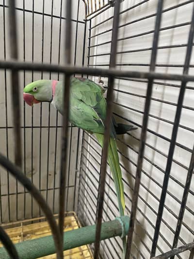 Active and healthy green parrot Ringneck