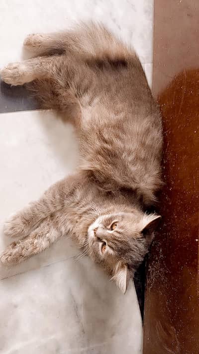 Persian gray male cat