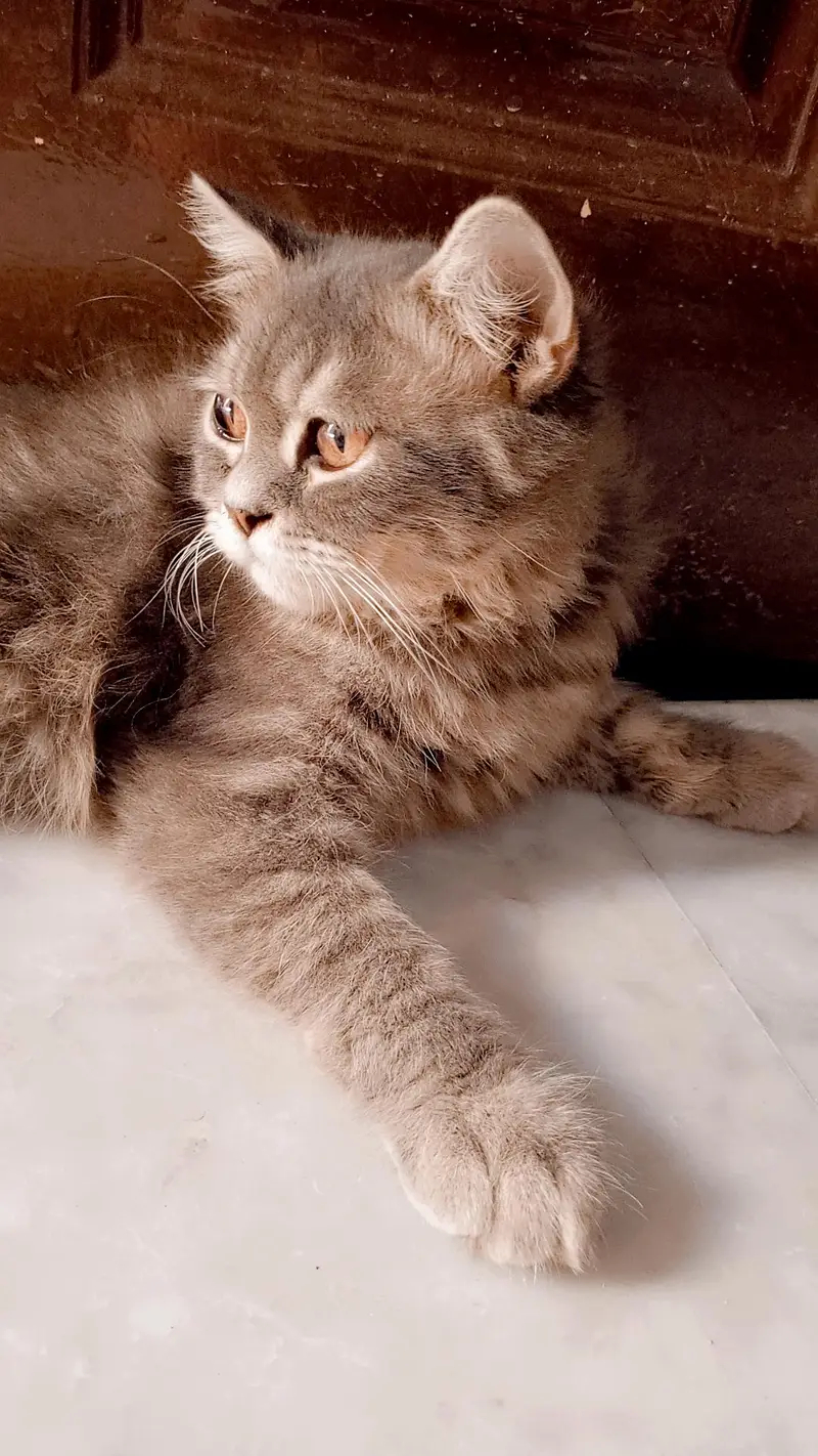 Persian gray male cat — photo 2