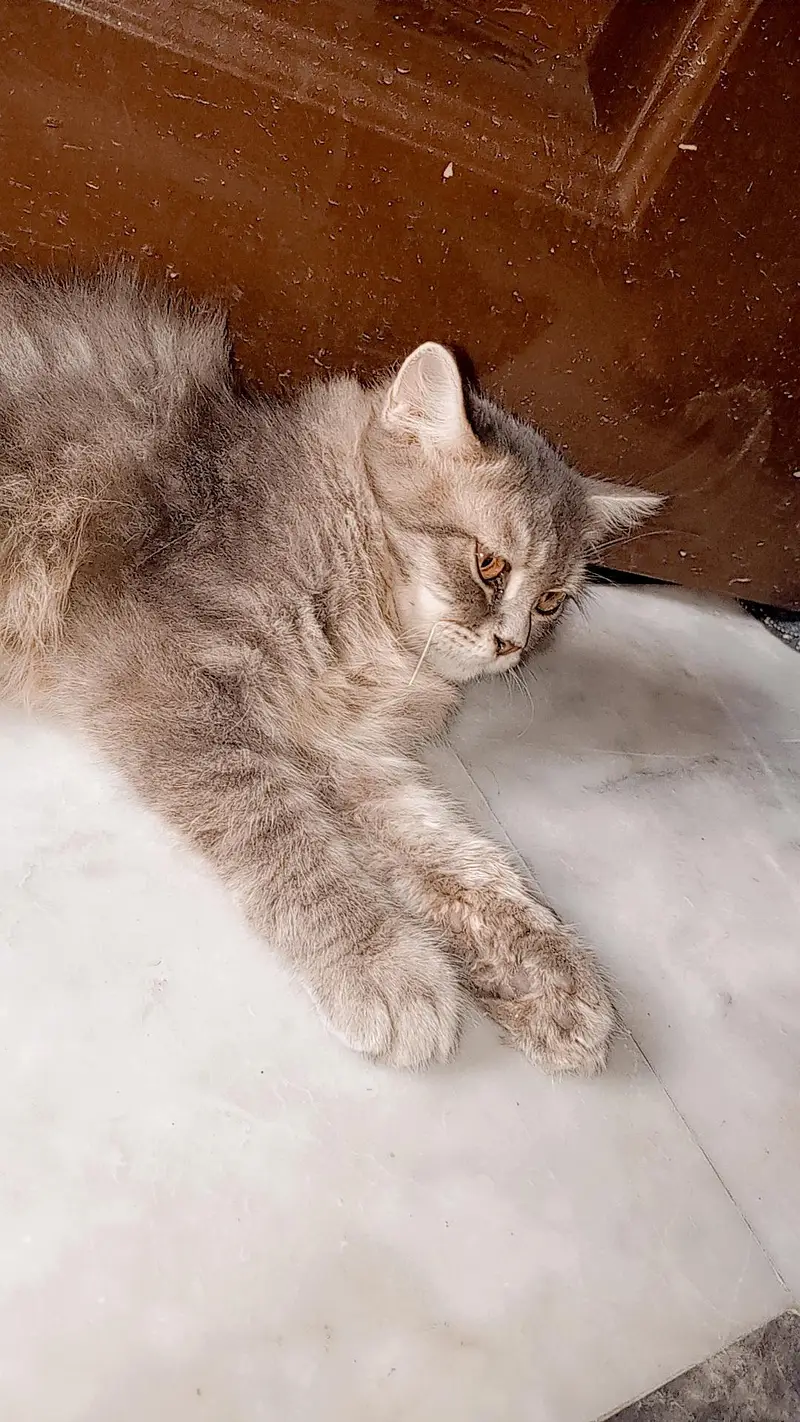 Persian gray male cat — photo 3