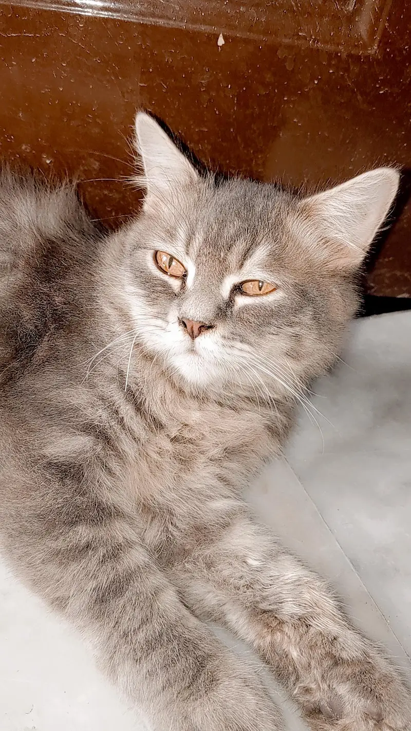Persian gray male cat — photo 4