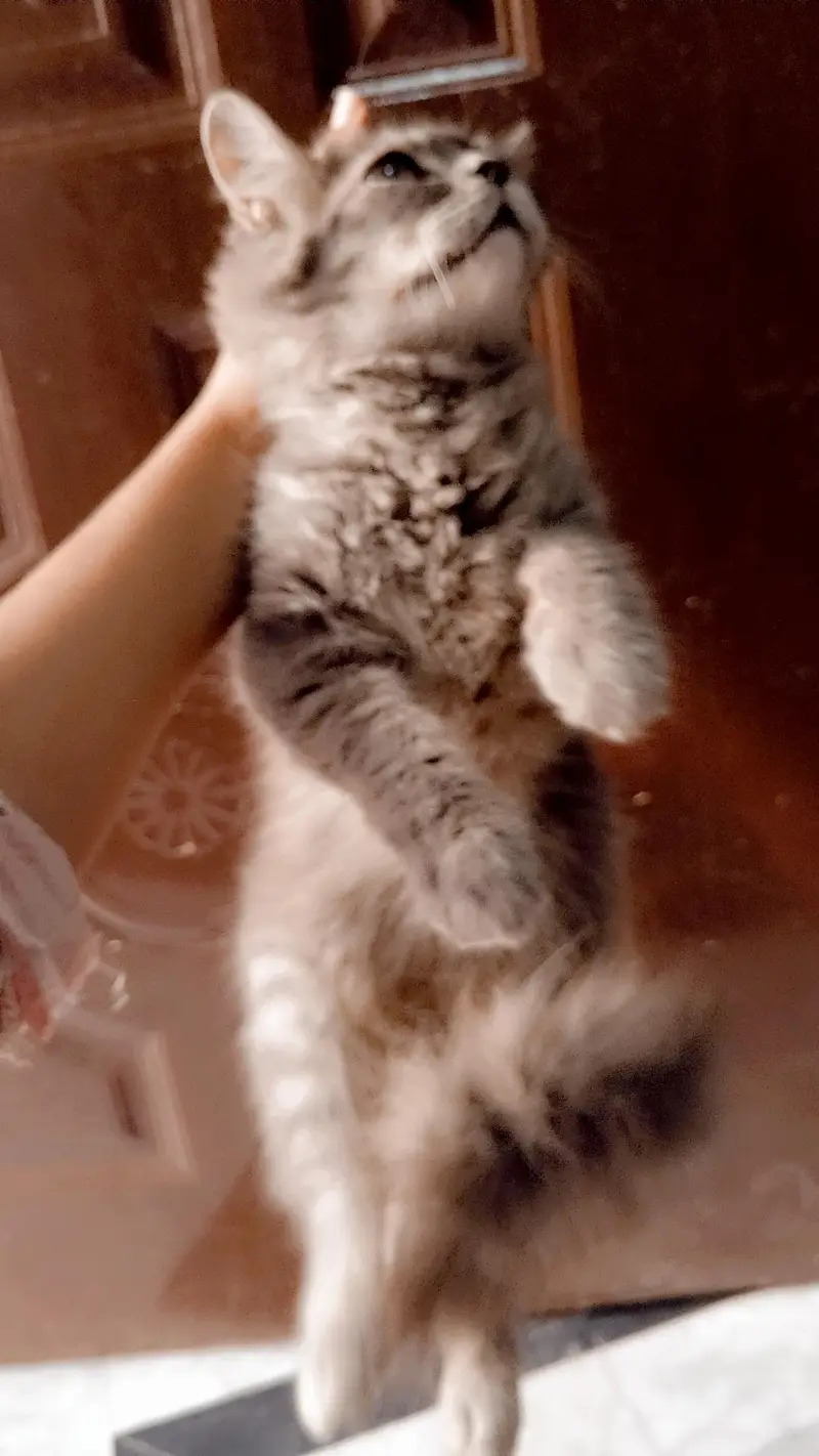 Persian gray male cat — photo 5