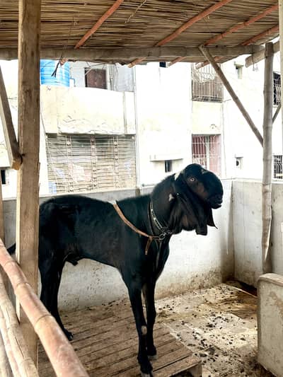 beetal bakra forsale