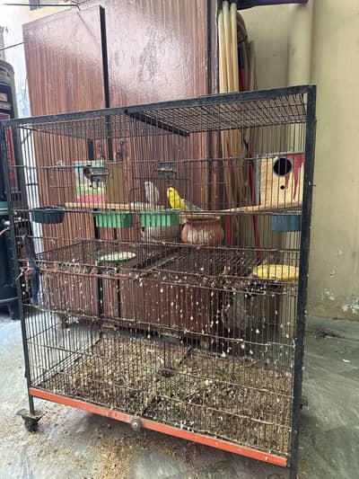 Budgies with a big cage (4 portions can be divided)