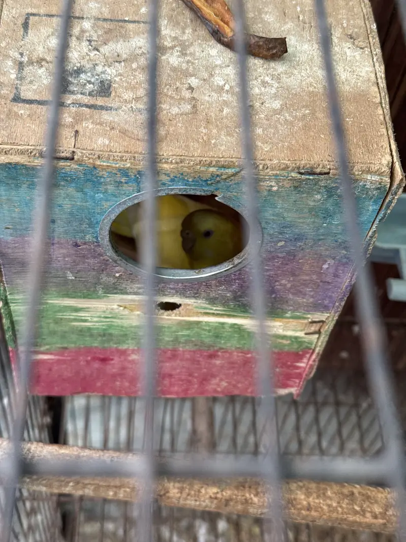 Budgies with a big cage (4 portions can be divided) — photo 2