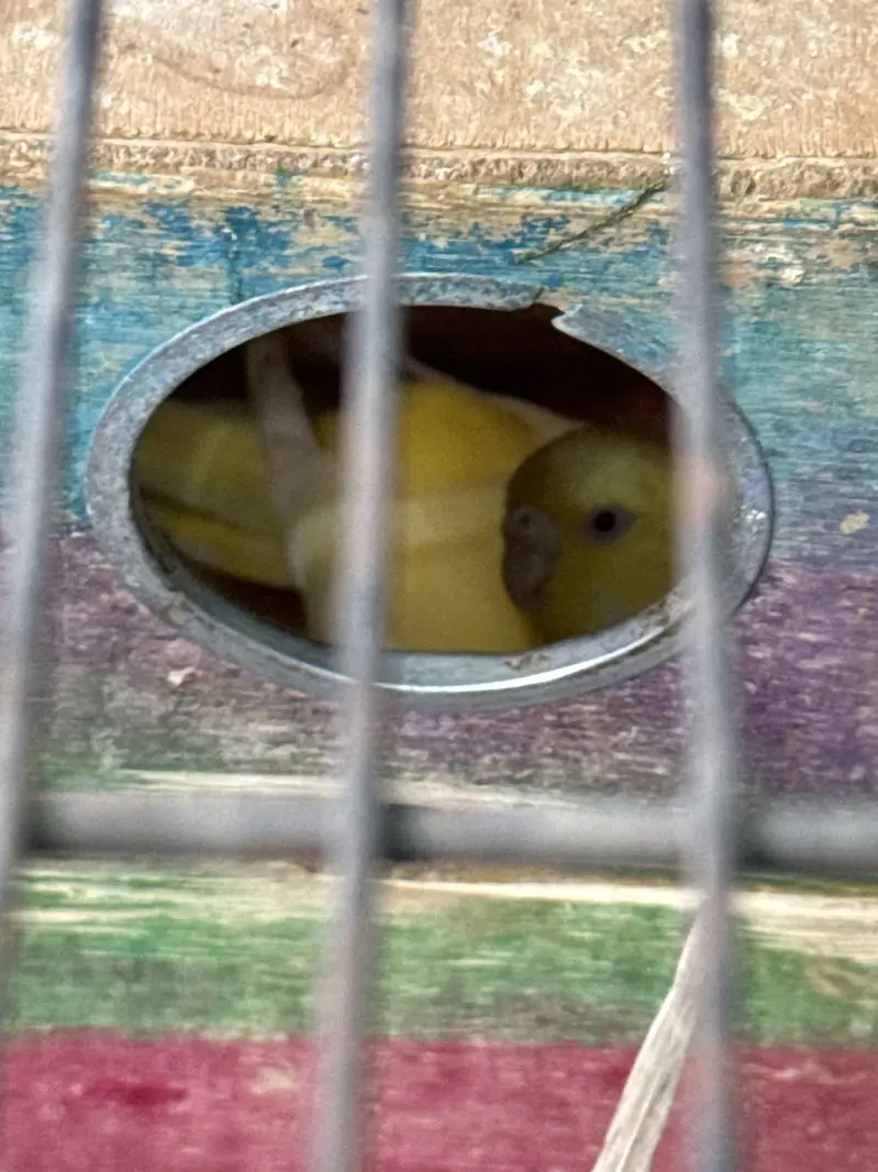 Budgies with a big cage (4 portions can be divided) — photo 3