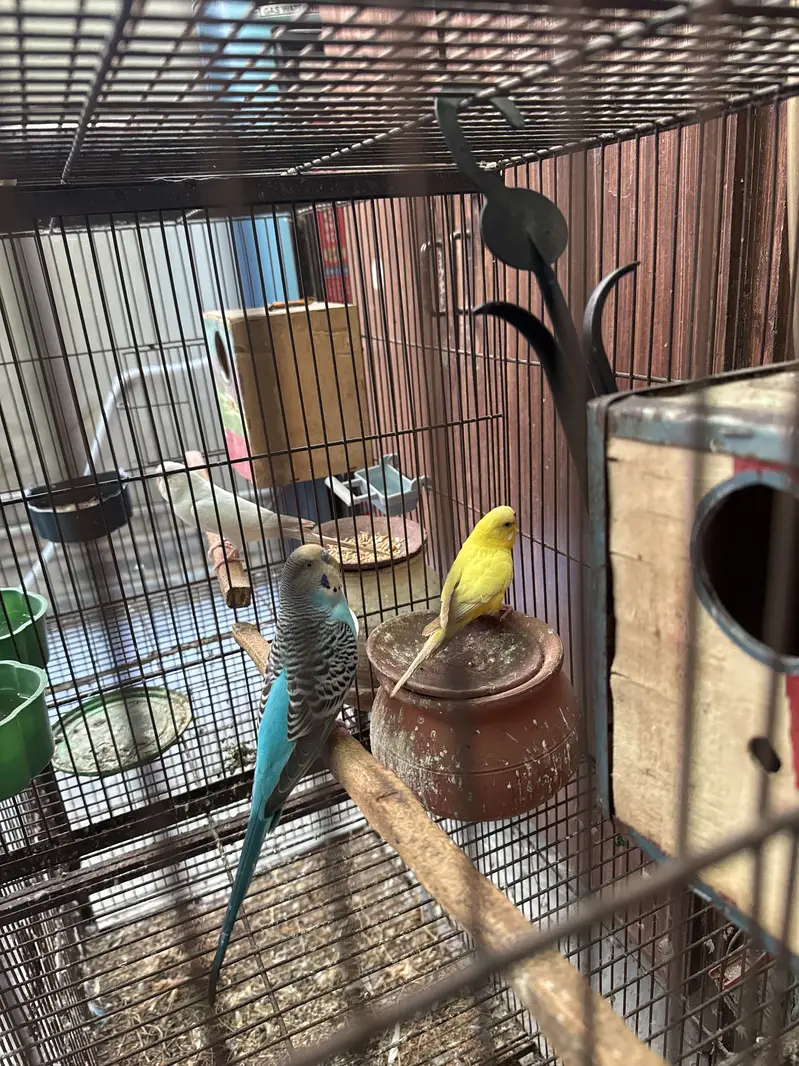 Budgies with a big cage (4 portions can be divided) — photo 4