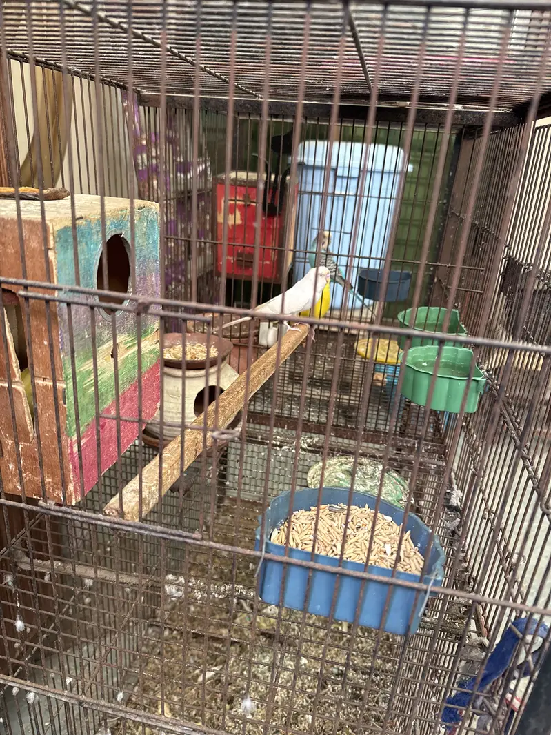 Budgies with a big cage (4 portions can be divided) — photo 5
