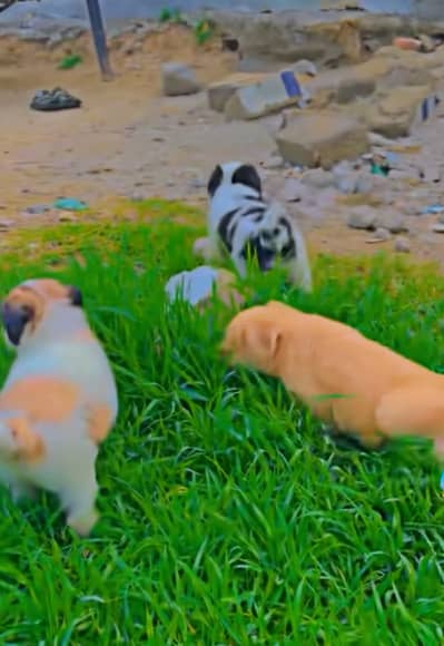 Shetzo puppies