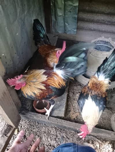 English game pairs for sale
