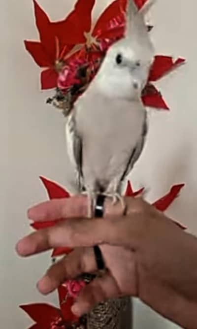 WHITE FACE MAIL GREY PIED FRMALE ACTIVE PIR GORGEOUS SINGING