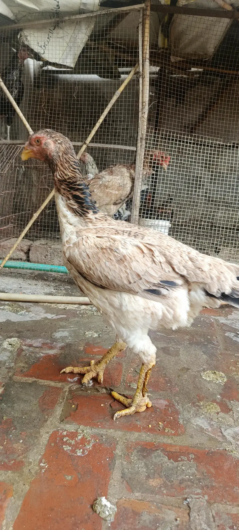 Aseel murgi shamo madi long hight big size — photo 2