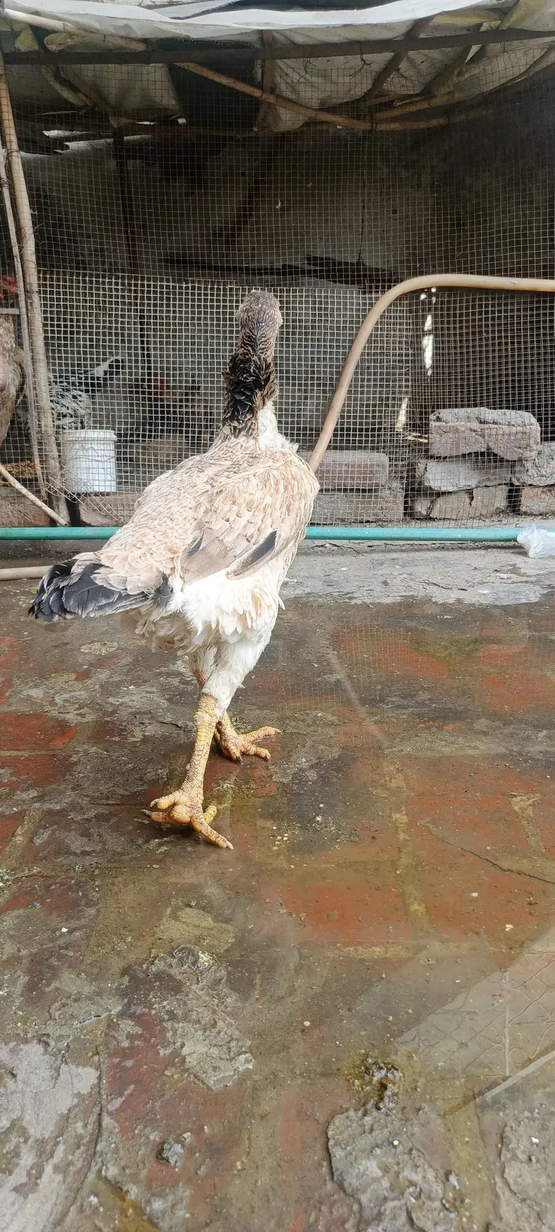 Aseel murgi shamo madi long hight big size — photo 3