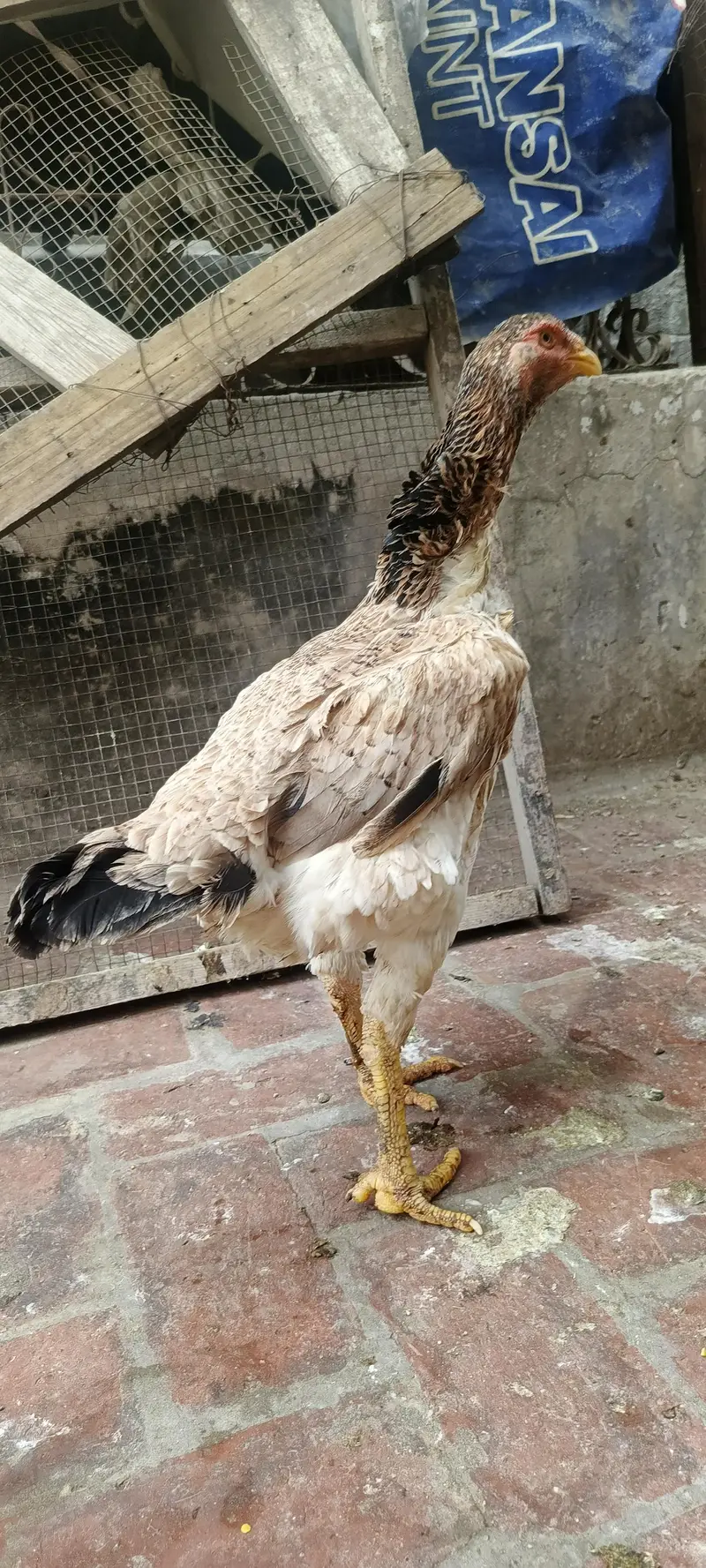 Aseel murgi shamo madi long hight big size — photo 4