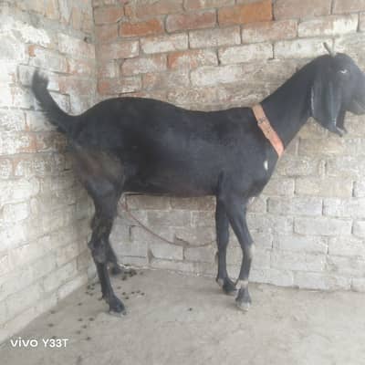 beetal goat 48 din ke gahben ha