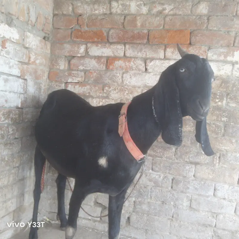 beetal goat 48 din ke gahben ha — photo 2
