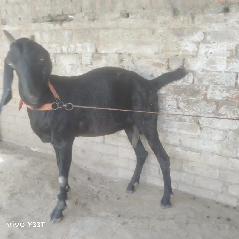 beetal goat 48 din ke gahben ha — photo 3