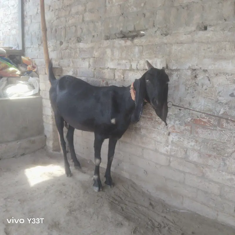 beetal goat 48 din ke gahben ha — photo 4