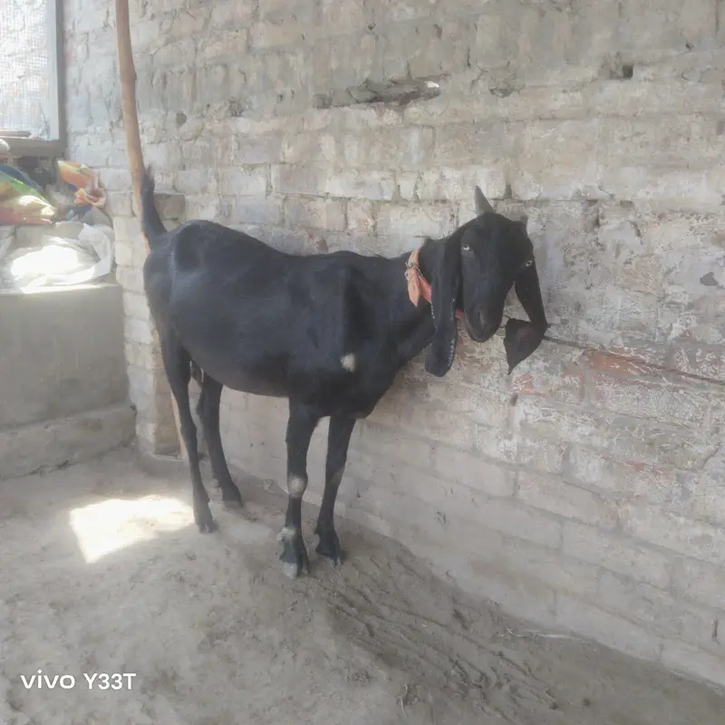 beetal goat 48 din ke gahben ha — photo 5