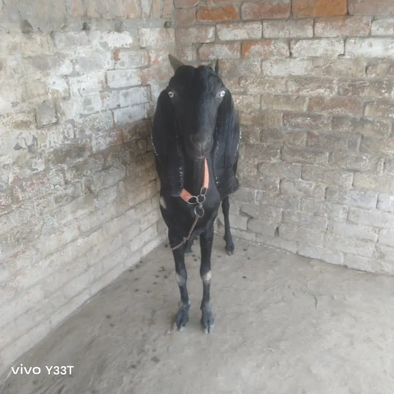 beetal goat 48 din ke gahben ha — photo 6