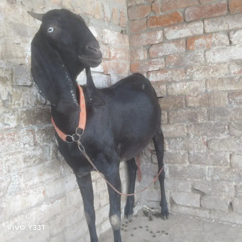 beetal goat 48 din ke gahben ha — photo 7