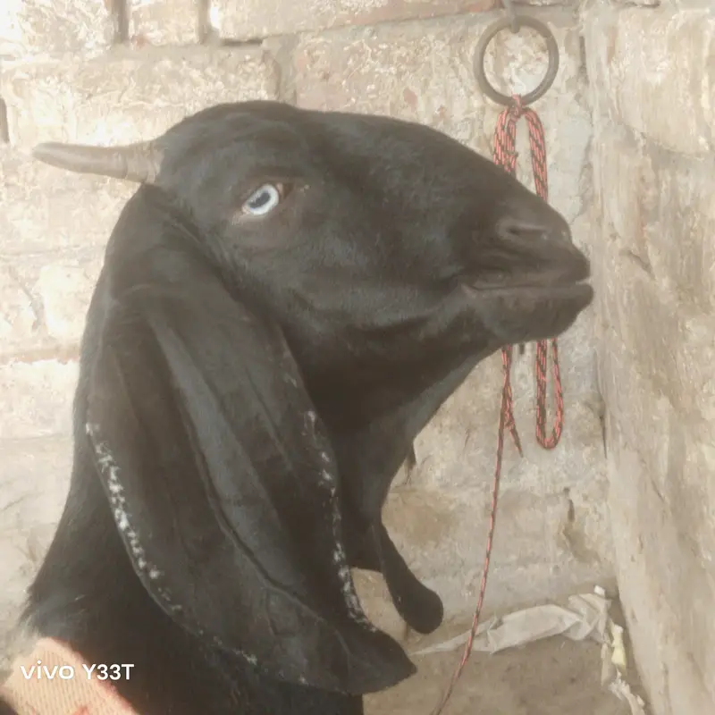 beetal goat 48 din ke gahben ha — photo 8