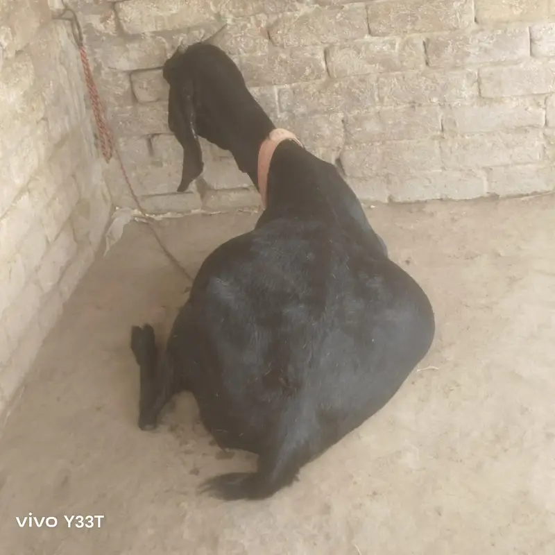 beetal goat 48 din ke gahben ha — photo 9
