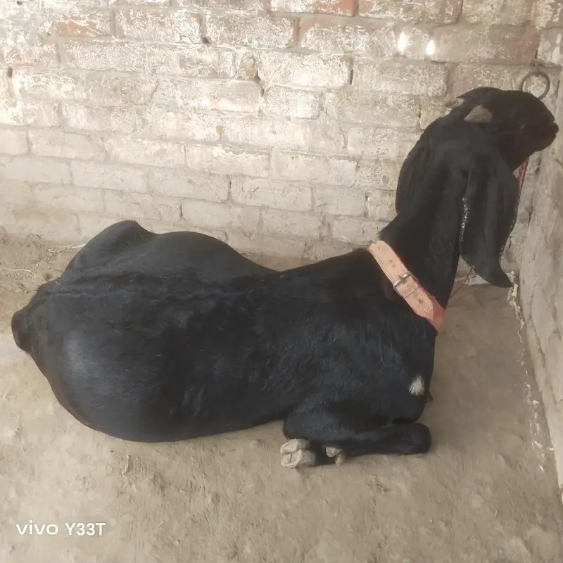 beetal goat 48 din ke gahben ha — photo 10
