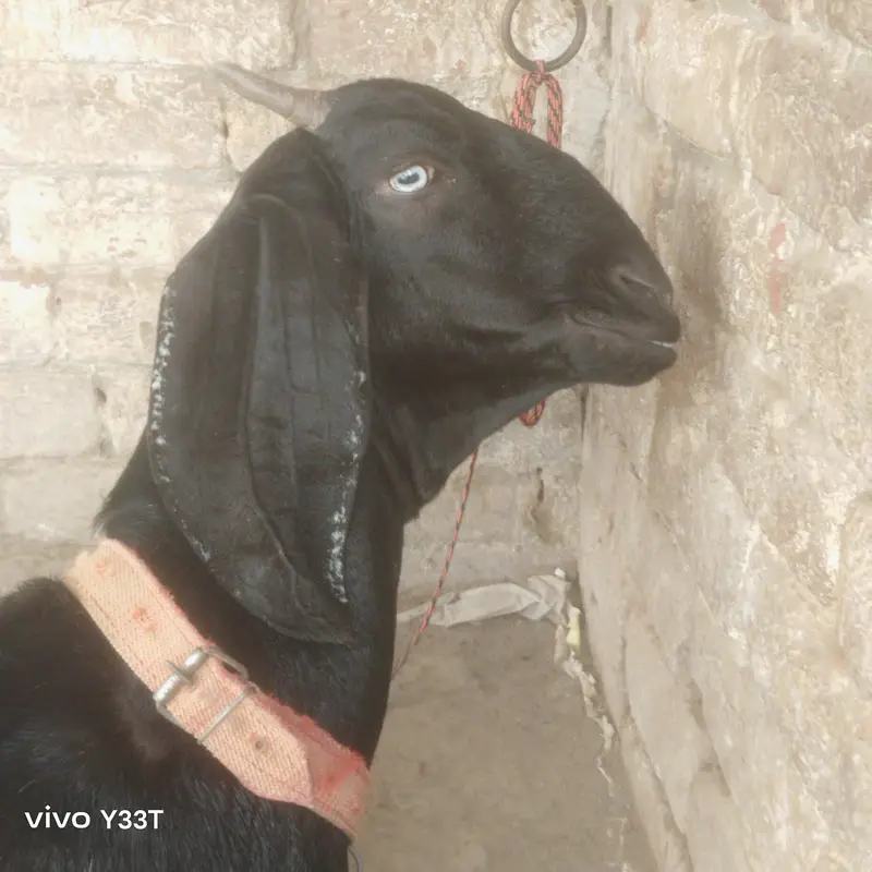 beetal goat 48 din ke gahben ha — photo 11
