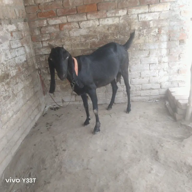 beetal goat 48 din ke gahben ha — photo 12